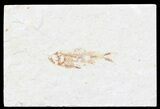 Bargain, Cretaceous Fossil Fish - Lebanon #53934-1